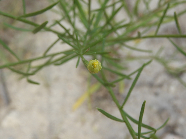 Amphiachyris amoena (Texas broomweed) #88947