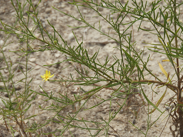 Amphiachyris amoena (Texas broomweed) #88948