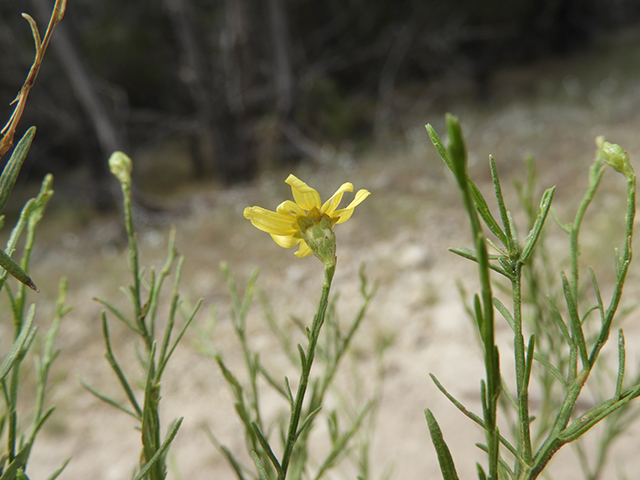 Amphiachyris amoena (Texas broomweed) #88950
