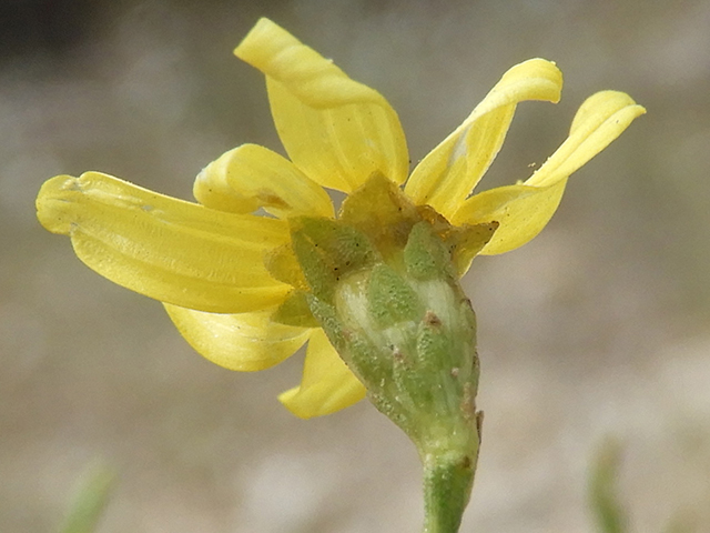 Amphiachyris amoena (Texas broomweed) #88951