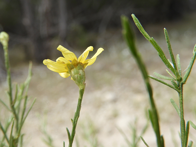 Amphiachyris amoena (Texas broomweed) #88952