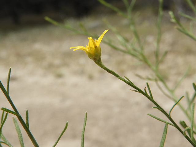 Amphiachyris amoena (Texas broomweed) #88953