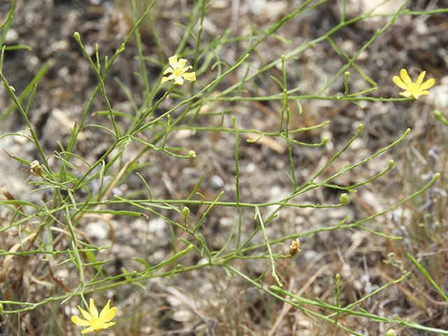 Amphiachyris amoena (Texas broomweed) #88954