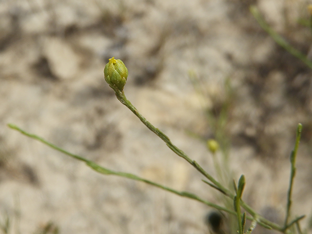 Amphiachyris amoena (Texas broomweed) #88956