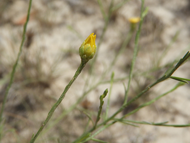 Amphiachyris amoena (Texas broomweed) #88957