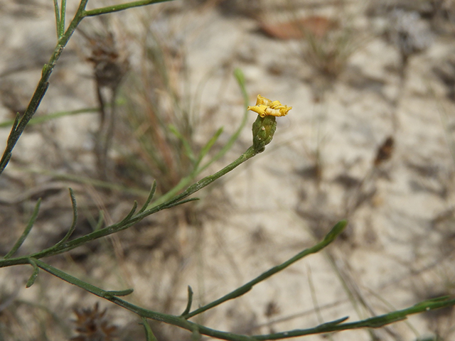 Amphiachyris amoena (Texas broomweed) #88958
