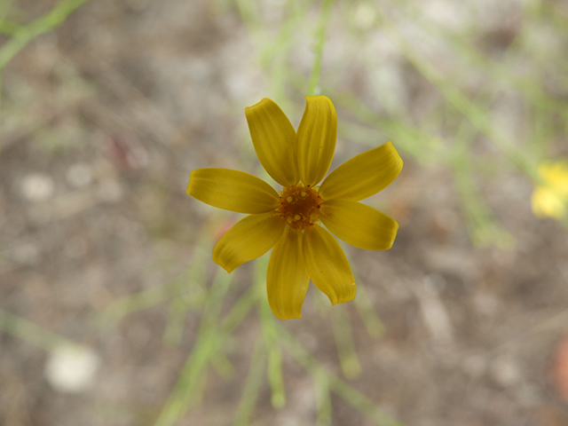 Amphiachyris amoena (Texas broomweed) #88960
