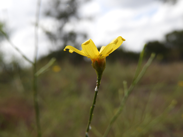 Amphiachyris amoena (Texas broomweed) #88961
