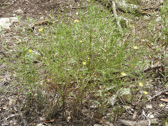 Amphiachyris amoena (Texas broomweed) #88963