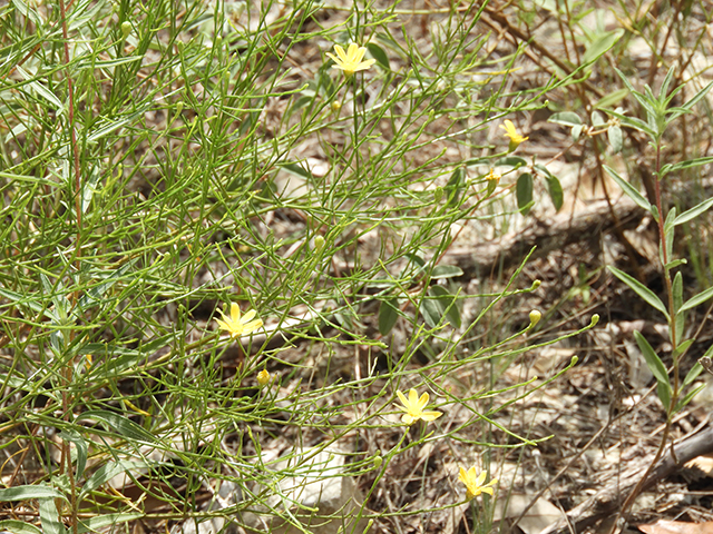 Amphiachyris amoena (Texas broomweed) #88964