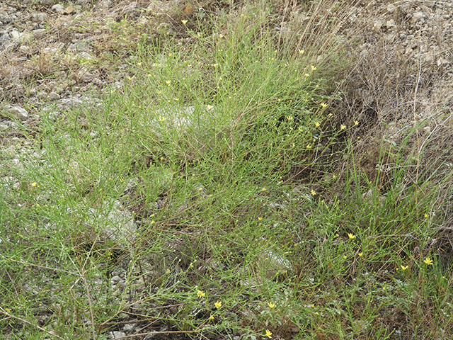 Amphiachyris amoena (Texas broomweed) #88965