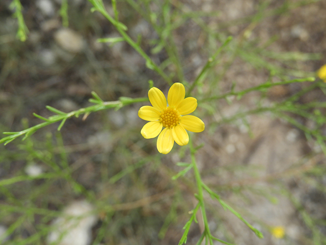 Amphiachyris amoena (Texas broomweed) #88966