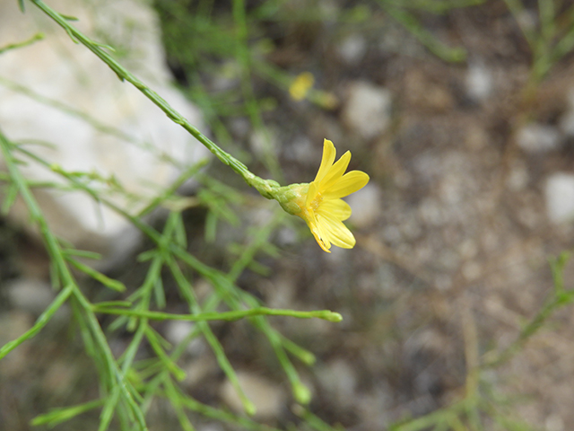 Amphiachyris amoena (Texas broomweed) #88967