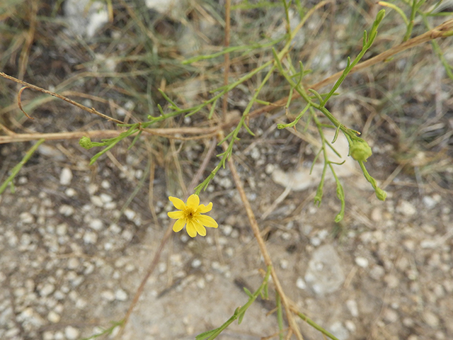Amphiachyris amoena (Texas broomweed) #88969