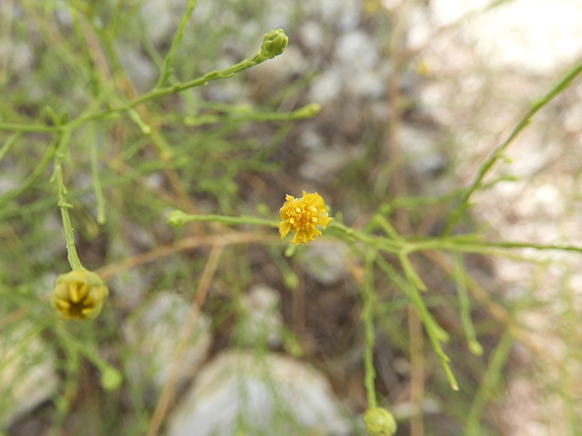 Amphiachyris amoena (Texas broomweed) #88970
