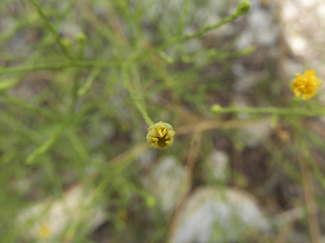 Amphiachyris amoena (Texas broomweed) #88971