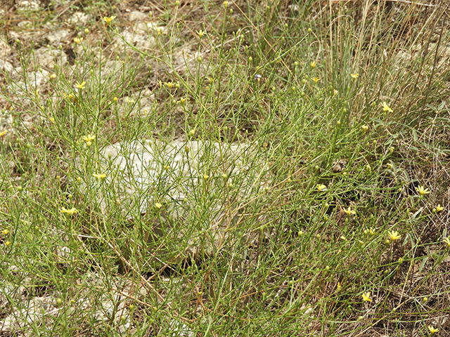 Amphiachyris amoena (Texas broomweed) #88972