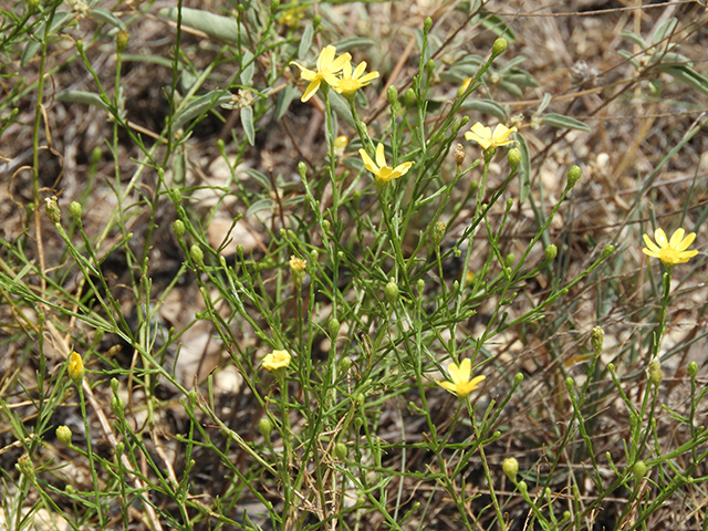 Amphiachyris amoena (Texas broomweed) #88974