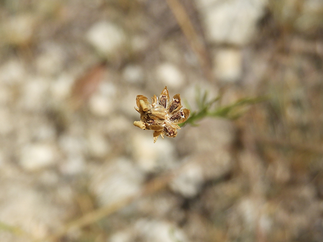 Amphiachyris amoena (Texas broomweed) #88975