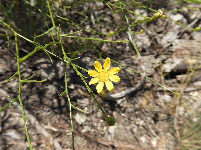 Amphiachyris amoena (Texas broomweed) #88976