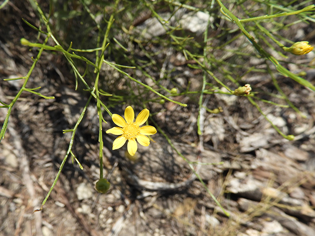Amphiachyris amoena (Texas broomweed) #88978