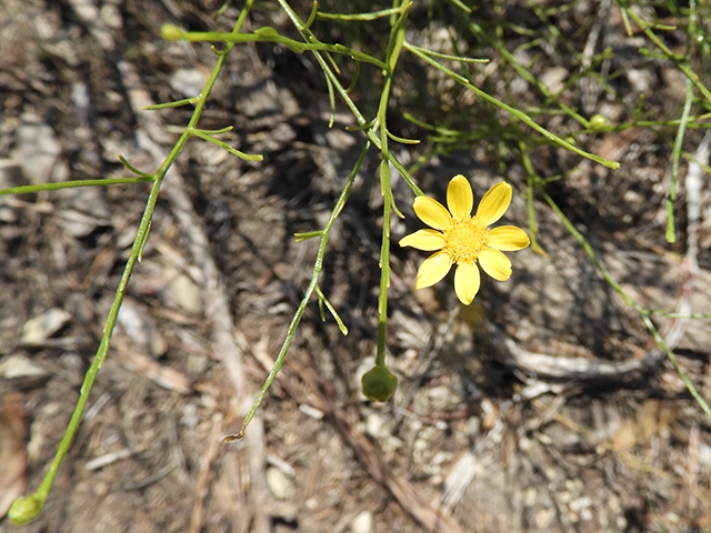 Amphiachyris amoena (Texas broomweed) #88979