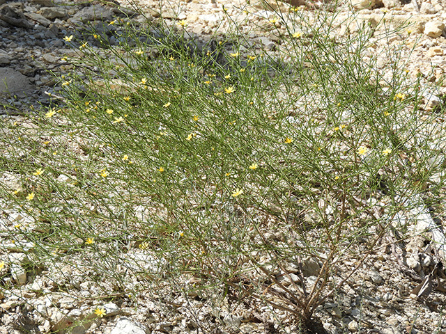 Amphiachyris amoena (Texas broomweed) #88980