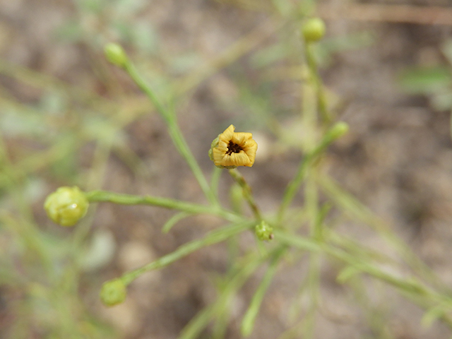 Amphiachyris amoena (Texas broomweed) #88982