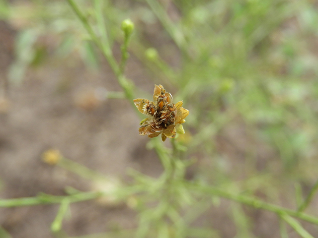 Amphiachyris amoena (Texas broomweed) #88983