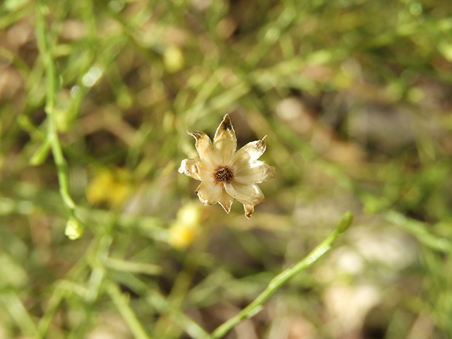 Amphiachyris amoena (Texas broomweed) #88984