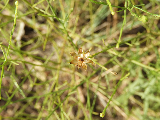 Amphiachyris amoena (Texas broomweed) #88985