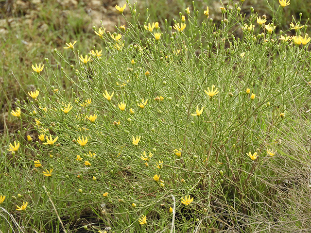 Amphiachyris amoena (Texas broomweed) #88986