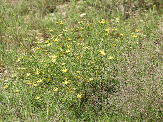 Amphiachyris amoena (Texas broomweed) #88987