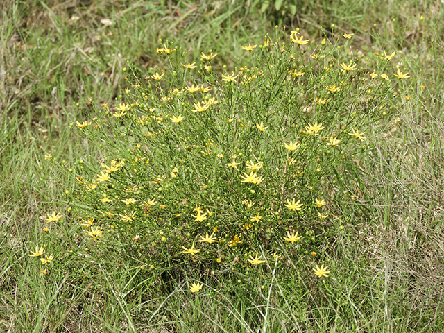 Amphiachyris amoena (Texas broomweed) #88988