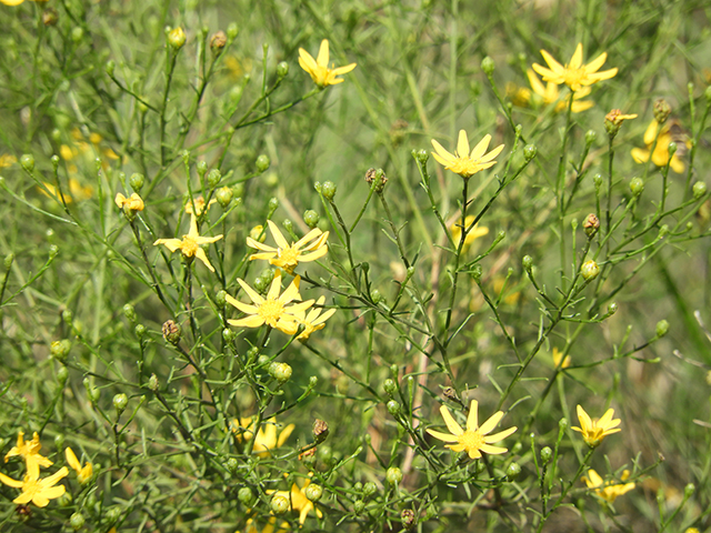 Amphiachyris amoena (Texas broomweed) #88989