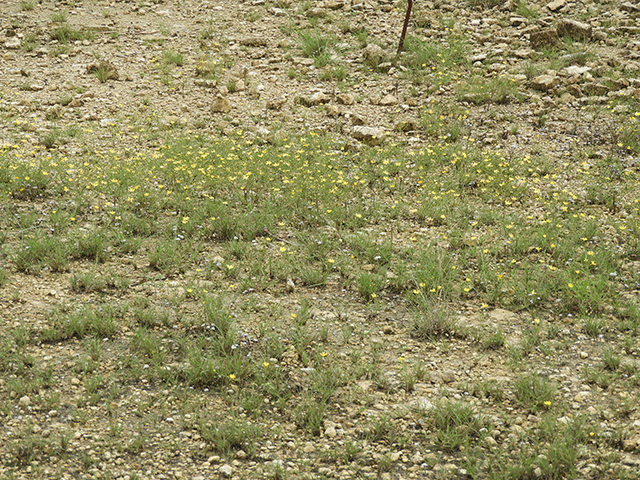 Amphiachyris amoena (Texas broomweed) #88990
