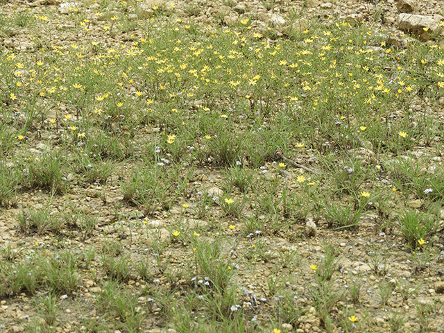 Amphiachyris amoena (Texas broomweed) #88991