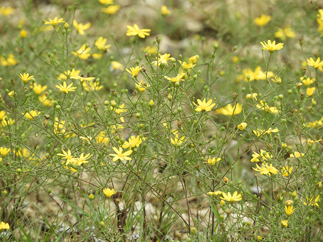 Amphiachyris amoena (Texas broomweed) #88994