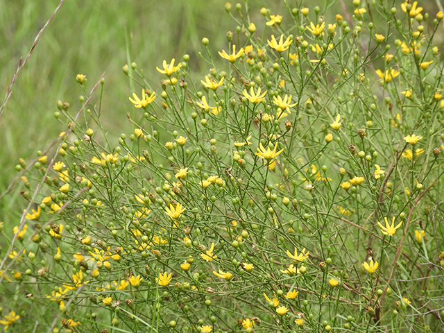 Amphiachyris amoena (Texas broomweed) #88996