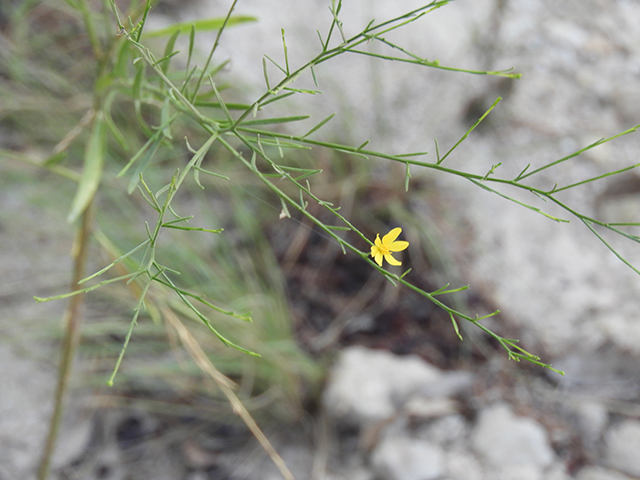 Amphiachyris dracunculoides (Prairie broomweed) #88997