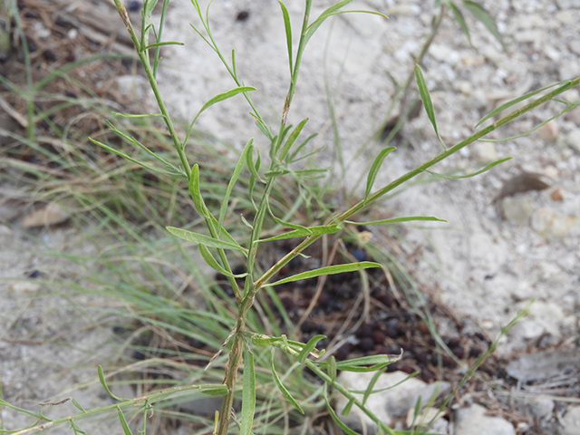 Amphiachyris dracunculoides (Prairie broomweed) #88999