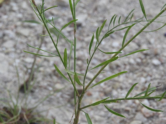 Amphiachyris dracunculoides (Prairie broomweed) #89001