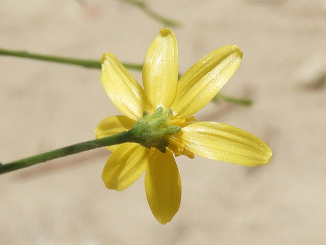 Amphiachyris dracunculoides (Prairie broomweed) #89006