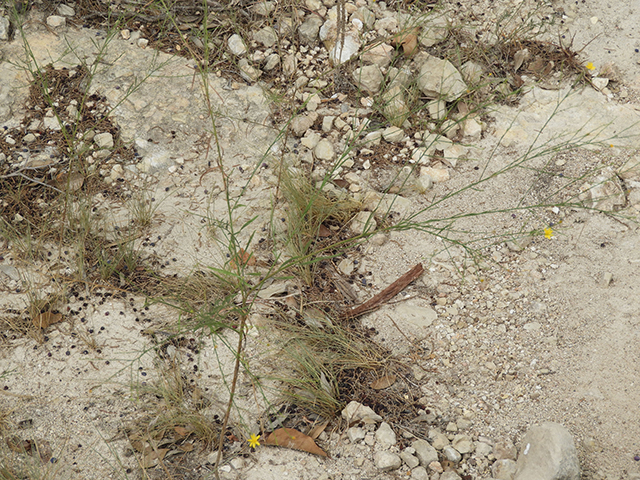 Amphiachyris dracunculoides (Prairie broomweed) #89009