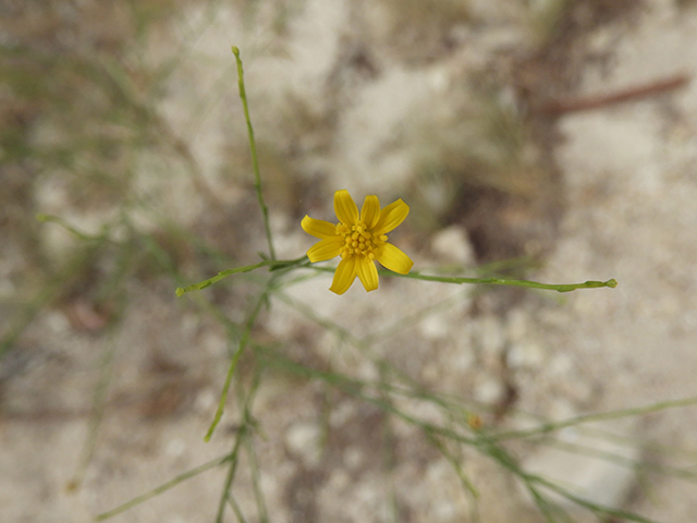 Amphiachyris dracunculoides (Prairie broomweed) #89010
