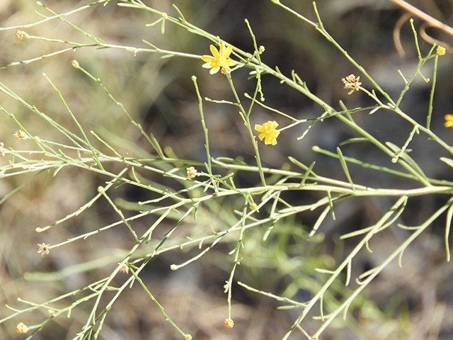Amphiachyris dracunculoides (Prairie broomweed) #89021