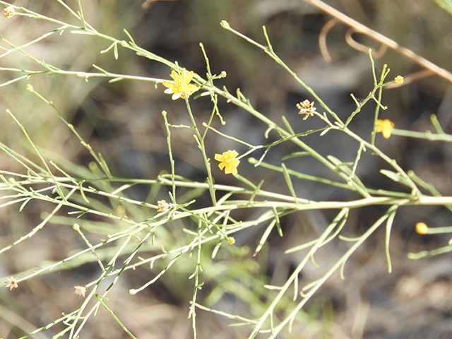 Amphiachyris dracunculoides (Prairie broomweed) #89022