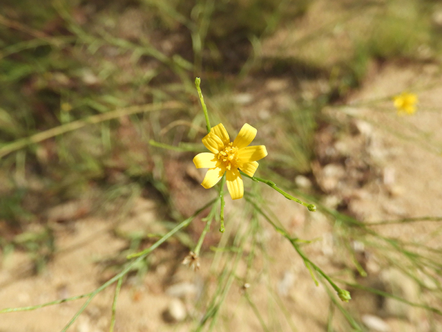 Amphiachyris dracunculoides (Prairie broomweed) #89024