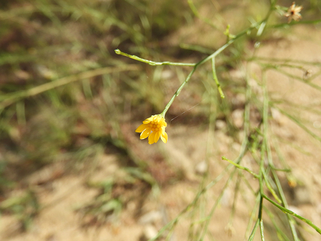 Amphiachyris dracunculoides (Prairie broomweed) #89025