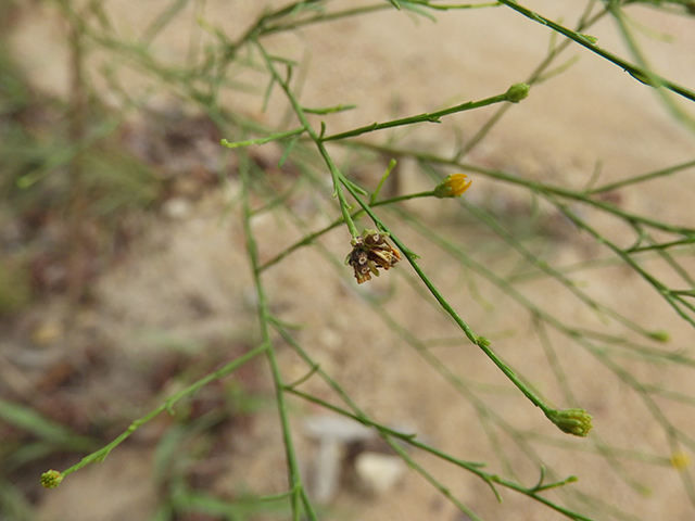 Amphiachyris dracunculoides (Prairie broomweed) #89027